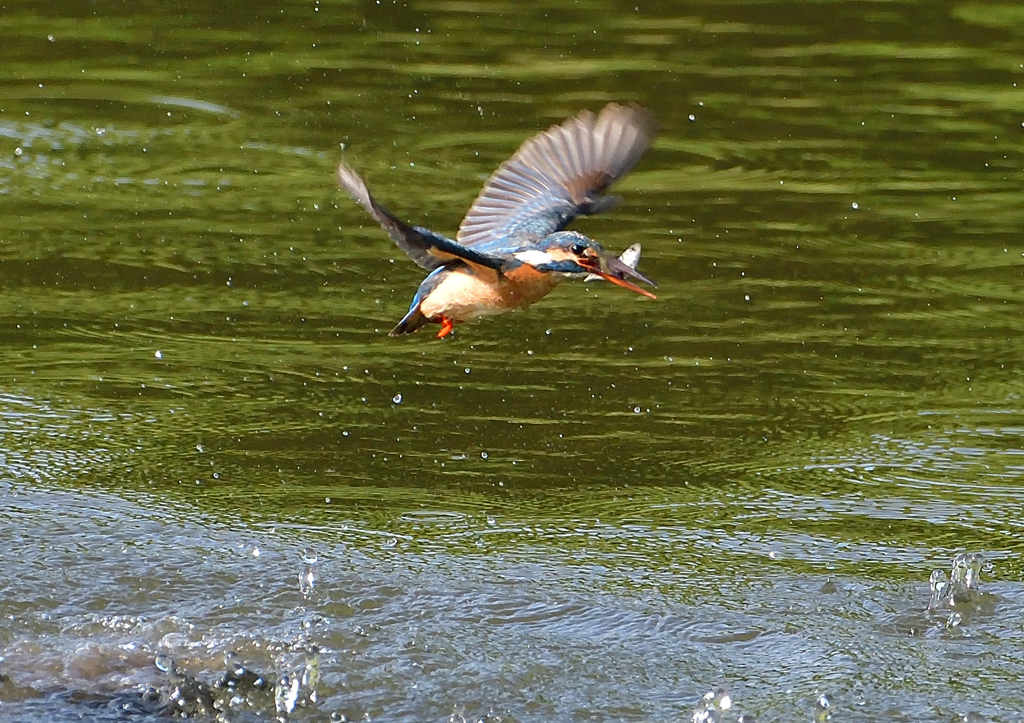 魚を・・・・・・　５/５❼