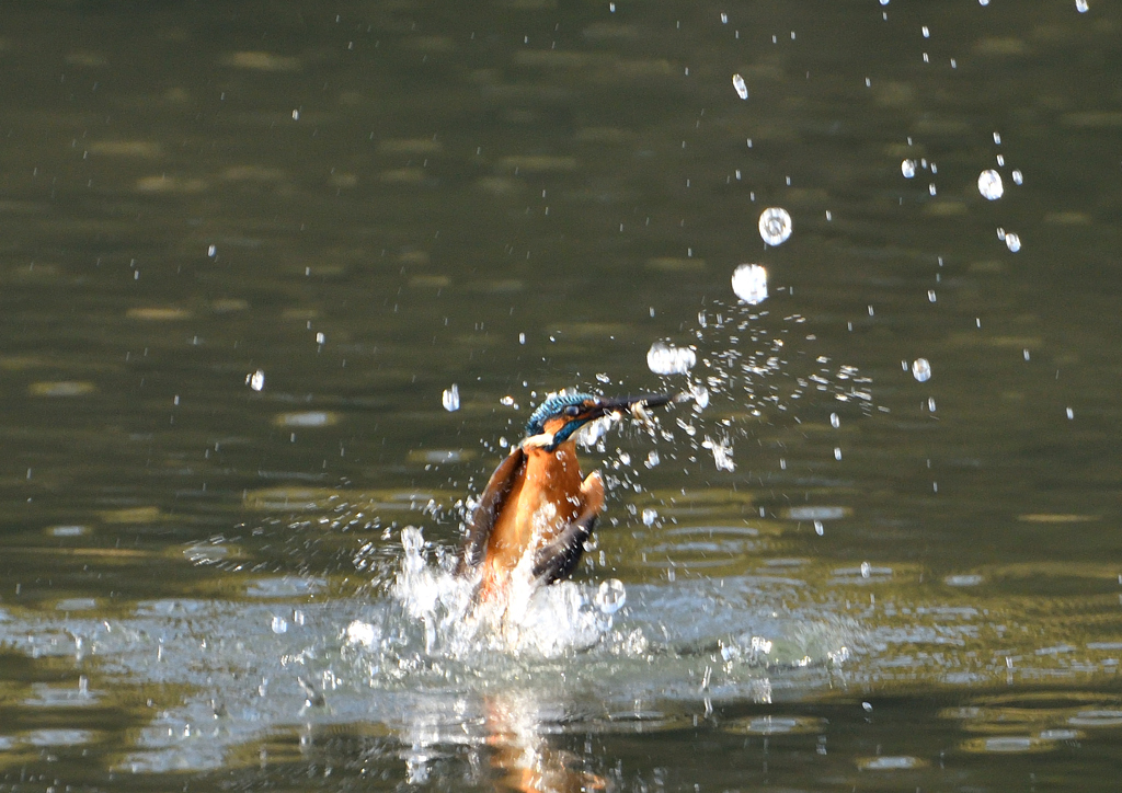 水飛沫　１１/１７❶