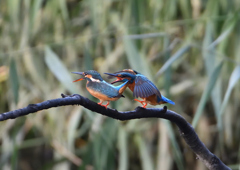 _191031_071733 DSC_7816