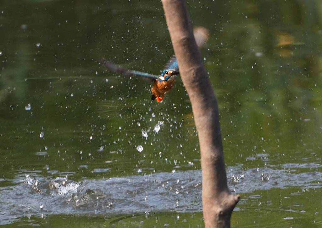 止まり木へ　６/２０❸
