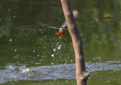 止まり木へ　６/２０❸