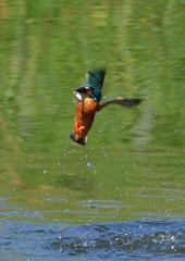 魚を・・・・・・　５/２０❾