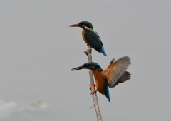 メスの元へ・・・❼