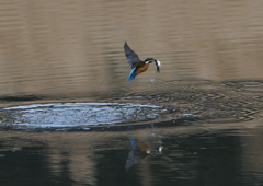 大きな魚を・・・・❶