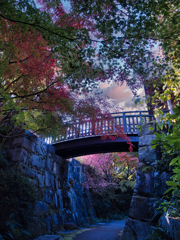 静寂な庭園　１１/３０❶
