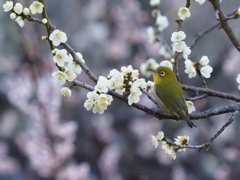 メジロ　２/２５❷