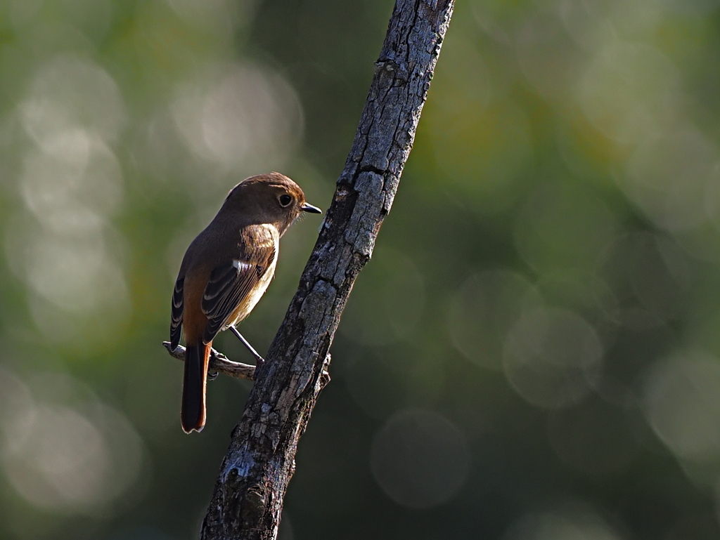 ジョウビタキ　１０/３０