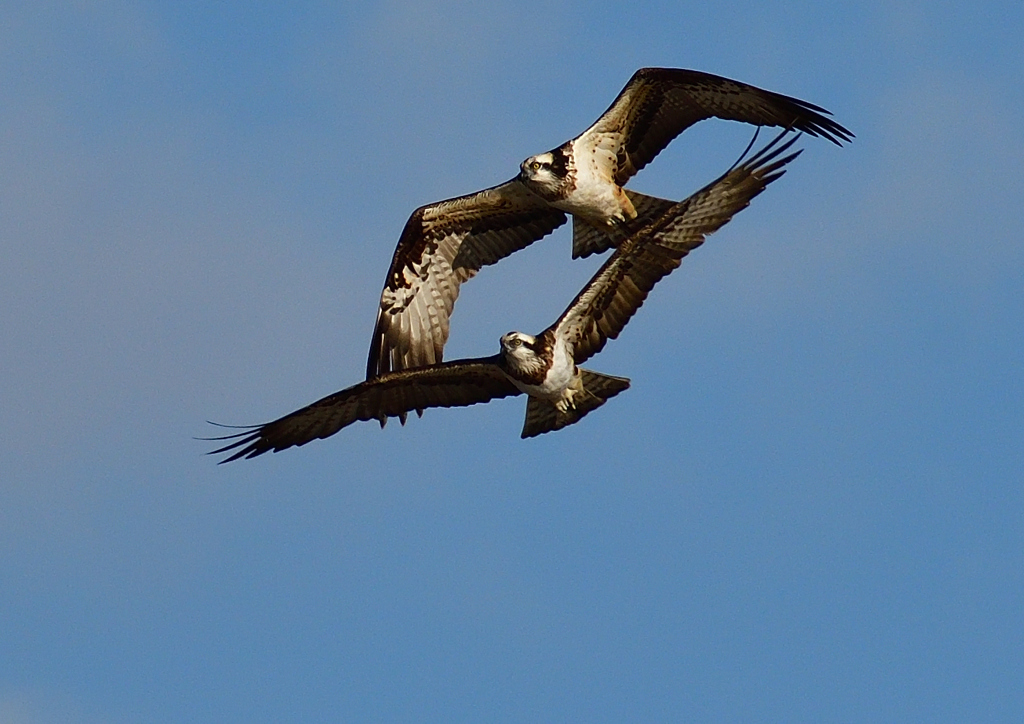 ミサゴ　１/１８❺