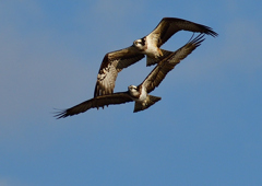 ミサゴ　１/１８❺