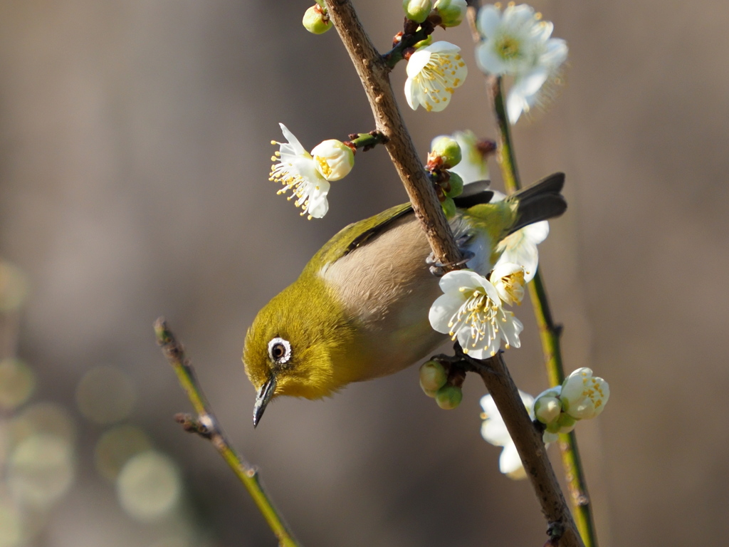 メジロ　２/２０❷