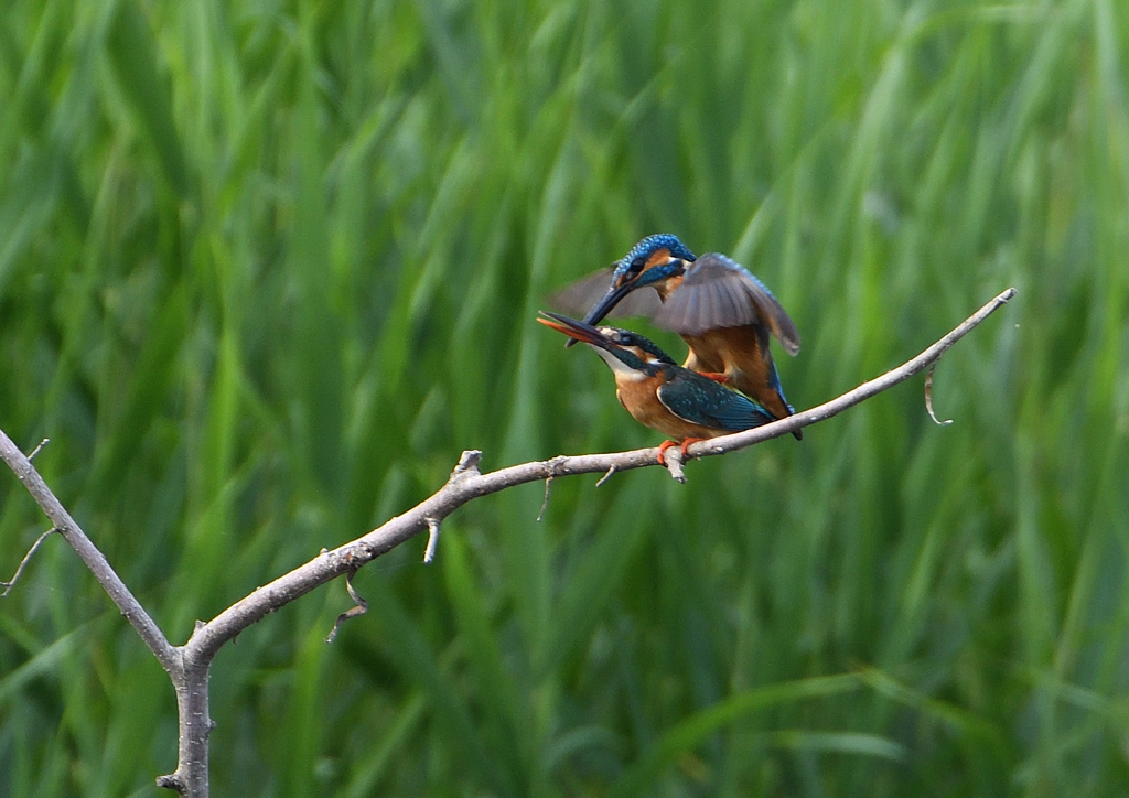 カワセミの交尾　５/２６❻