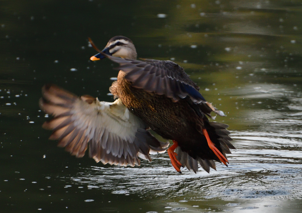 カルガモ　３/１９❸