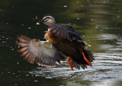 カルガモ　３/１９❸