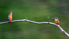 2羽のカワセミ　９/２９❸