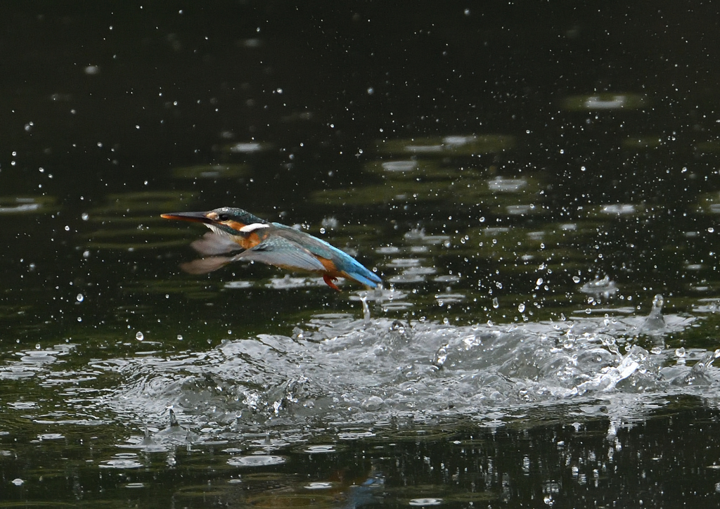 ダイブ　６/２❷