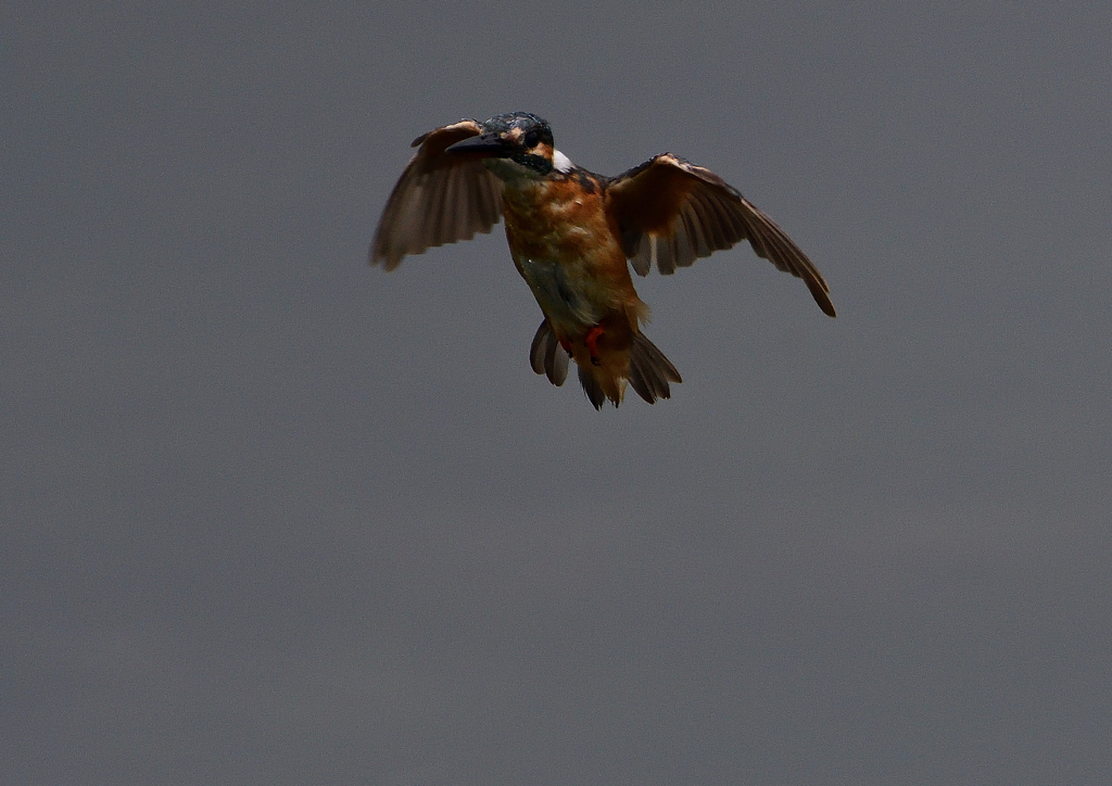 止まり木へ・・・　８/２０❷