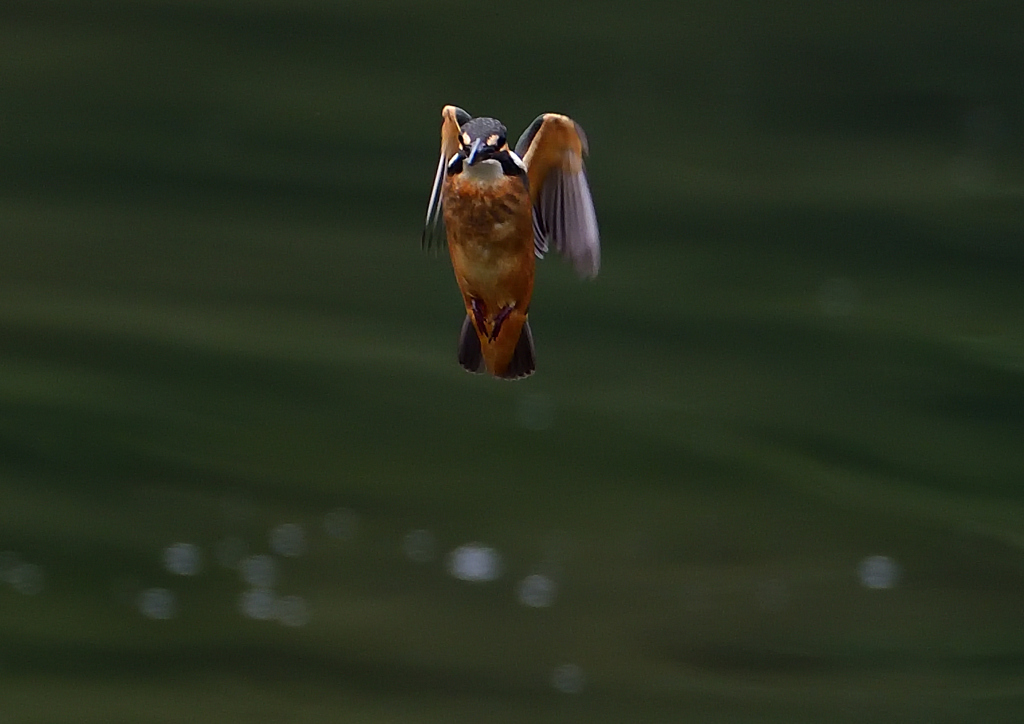 いつもの公園　７/１９➅