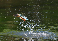 ダイブ　８/１３❾