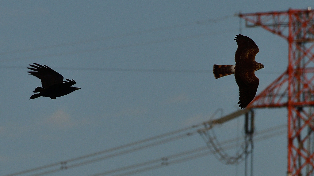 カラスに追われるハイイロチュウヒ（雌）１１/２４❹