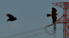 カラスに追われるハイイロチュウヒ（雌）１１/２４❹