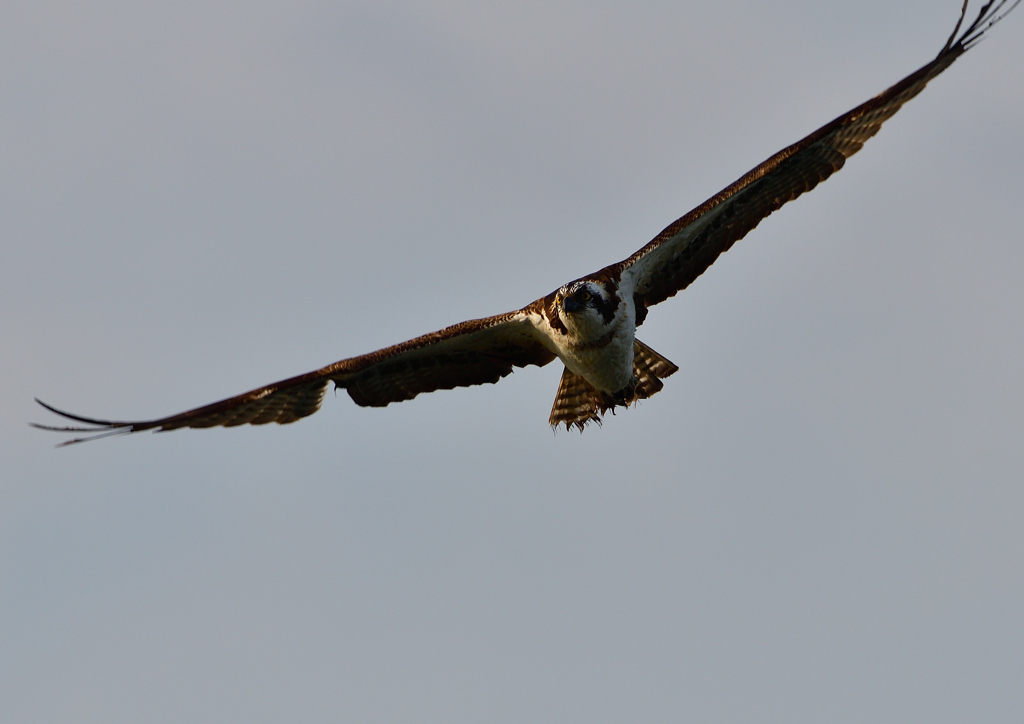 ミサゴ　１/７❹