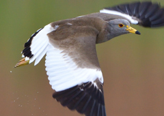 ケリ　５/２１❸