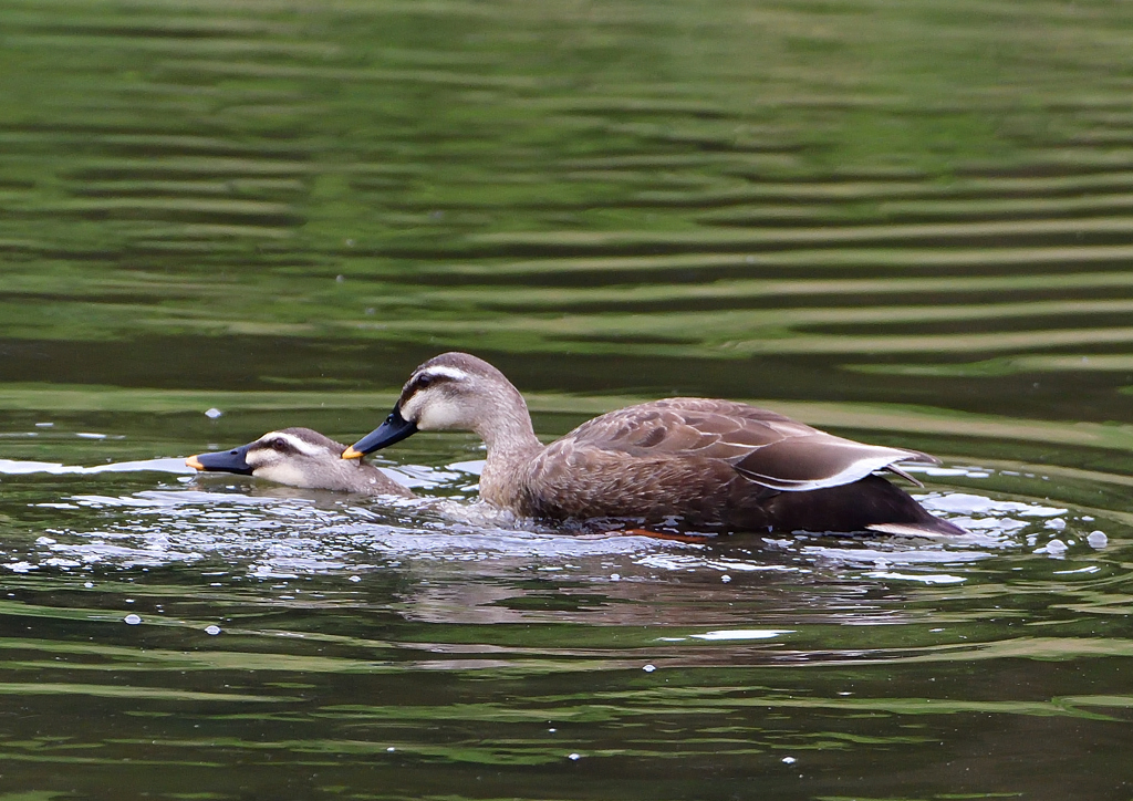 カルガモの・・・・・・・・　５/９❶