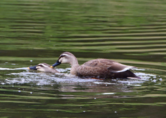 カルガモの・・・・・・・・　５/９❶
