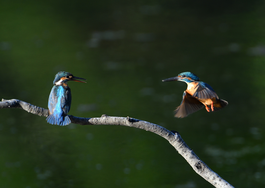 2羽のカワセミ　８/７❷