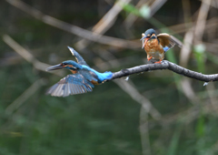 2羽のカワセミ　８/３１❹