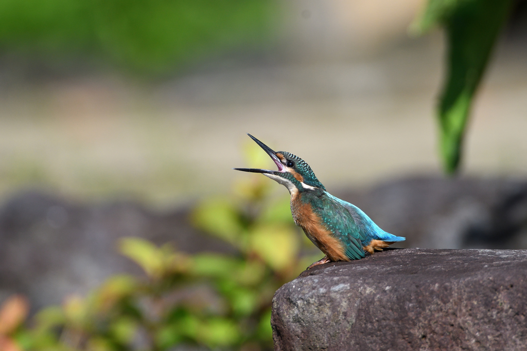 幼鳥　６/１１❸