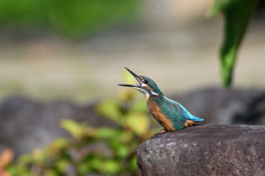 幼鳥　６/１１❸