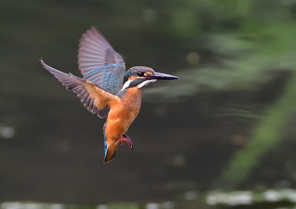 ホバリング　７/２９➄