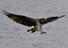 ミサゴ　１０/２０❶