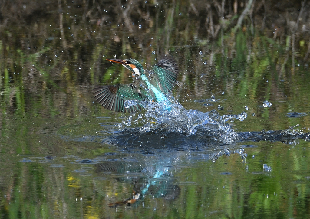 ダイブ　５/６❶