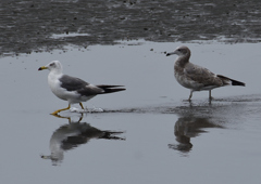 ウミネコ　８/４❸