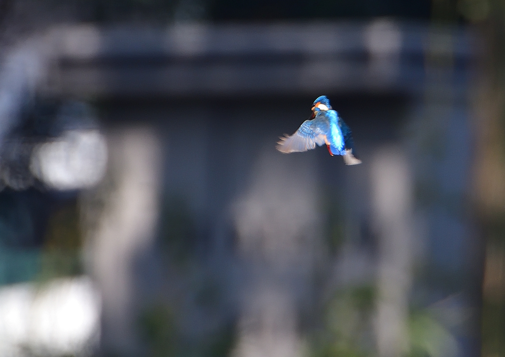 ホバ　３/１９❹