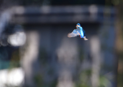 ホバ　３/１９❹