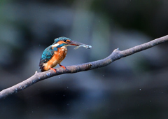 いつもの公園で　８/３１❷