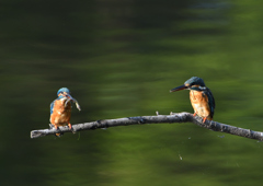 2羽のカワセミ　９/９❶
