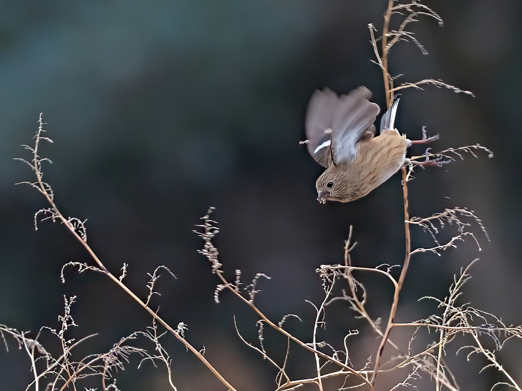 ベニマシコ　２/６