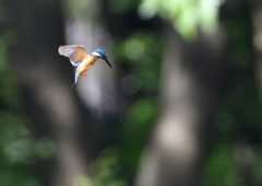 ホバリング　６/１８❷