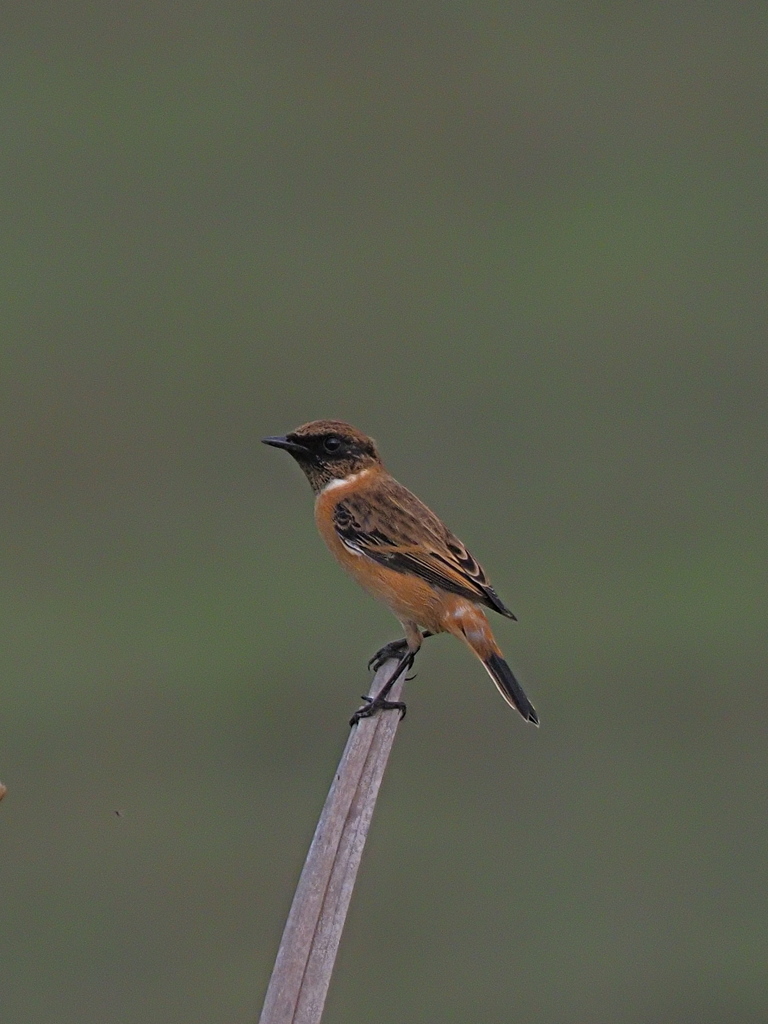 ノビタキ　１０/１２❺