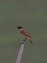 ノビタキ　１０/１２❺