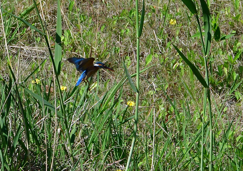 ホバ　５/１７❸