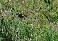 ホバ　５/１７❸