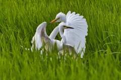 チュウサギ　７/１５❷