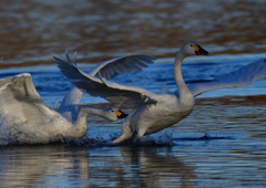 コハクチョウ　１/２０❺