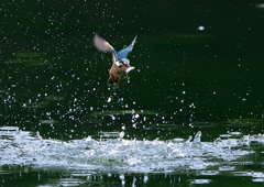 魚を・・・・　７/１３