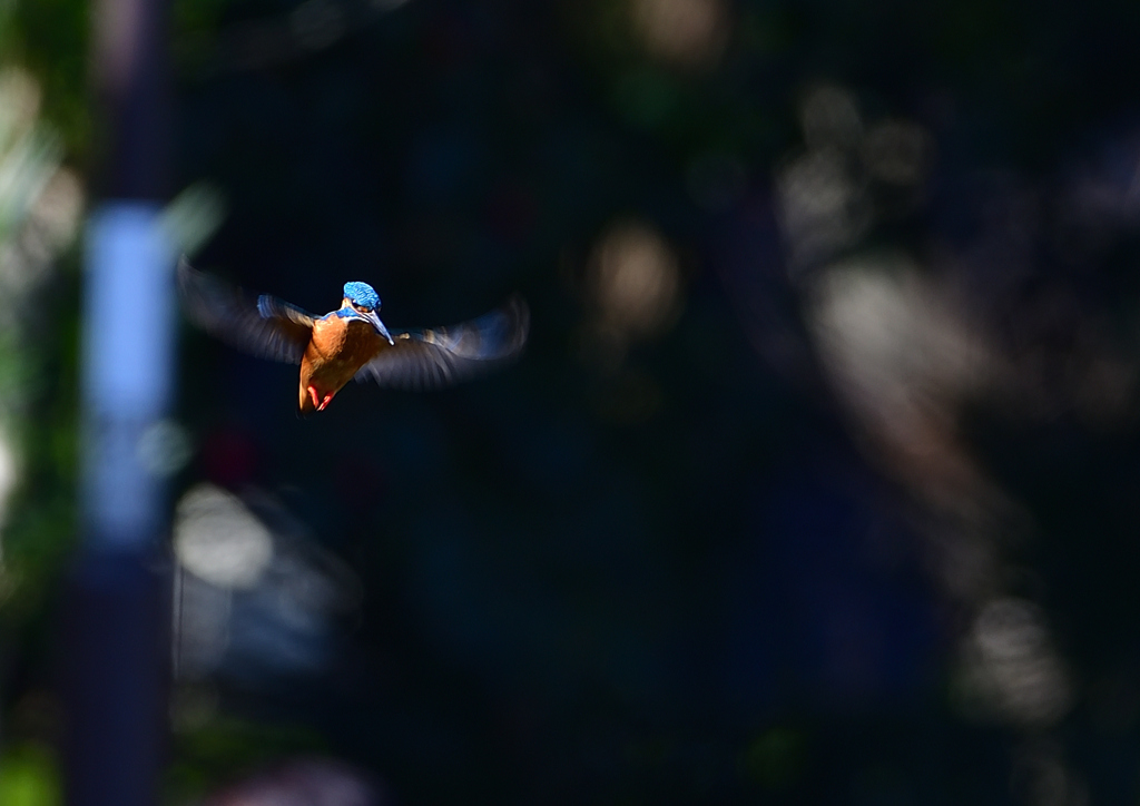 ホバる　３/２５❸